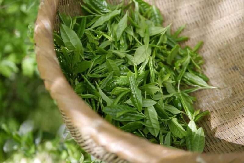 Nairobi: Day Trip to Purple Tea Farm in Gatura Greens - Discovering the Legend of Purple Tea