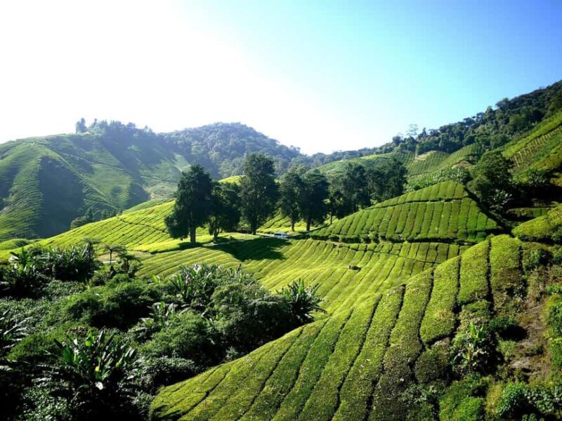 Nairobi: Day Trip to Purple Tea Farm in Gatura Greens - Tasting the Fruits of Labor