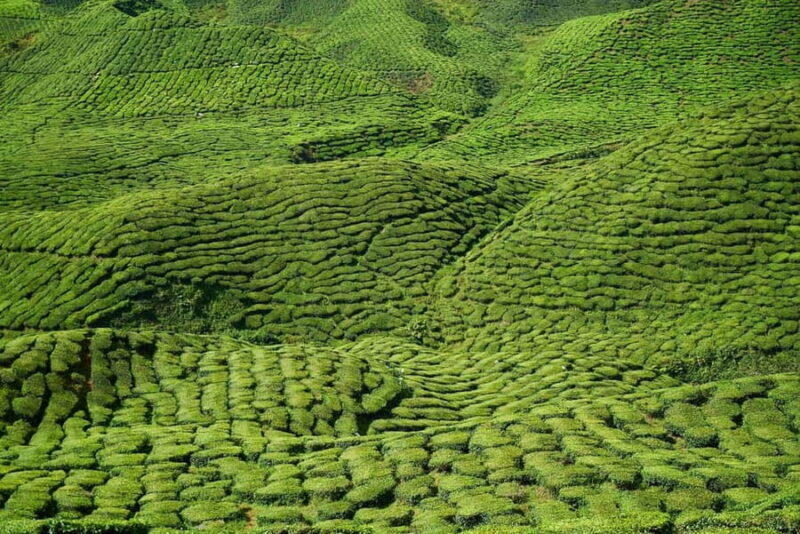 Nairobi: Day Trip to Purple Tea Farm in Gatura Greens - Strolling the Gardens and Photo Opportunities