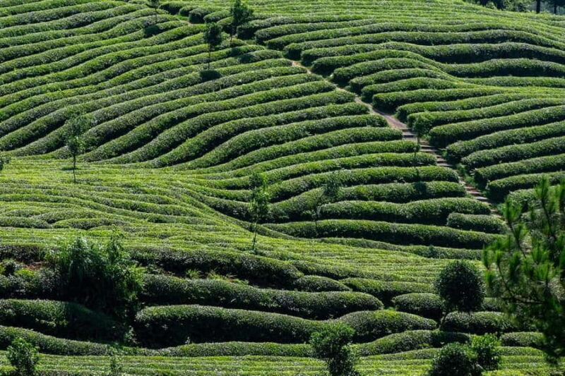 Nairobi: Day Trip to Purple Tea Farm in Gatura Greens - A Delicious, Farm-Fresh Lunch