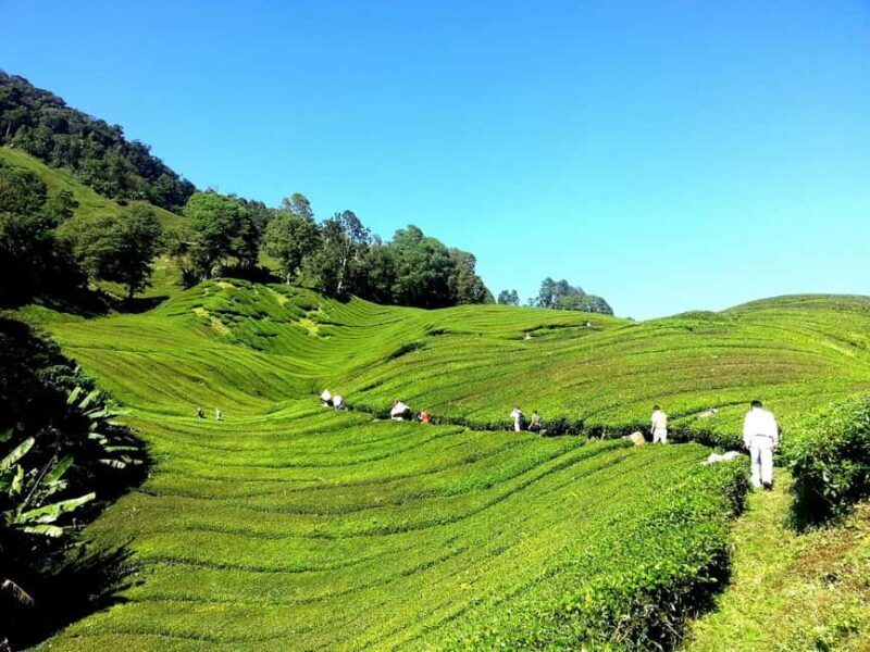 Nairobi: Day Trip to Purple Tea Farm in Gatura Greens - Returning to Nairobi: Reflections and Relaxation