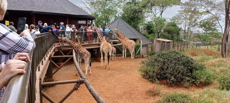 Nairobi: Elephant Orphanage and Giraffe Center Half-Day Tour - Key Points