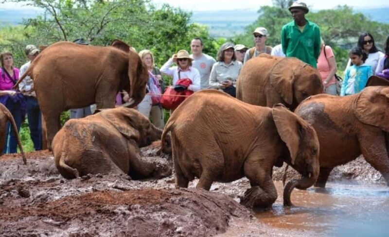 Nairobi: Elephant Orphanage and Giraffe Center Half-Day Tour - Frequently Asked Questions