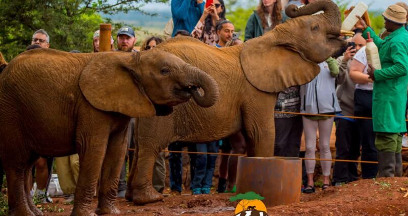 Nairobi: Elephant Orphanage Trust and Giraffe Center Tour - Navigating Nairobi’s Wildlife Without Leaving the City