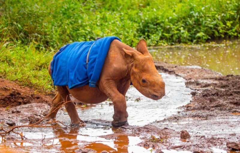 Nairobi: Elephant Orphanage Trust and Giraffe Center Tour - The Practical Side: What to Expect and Tips for Travelers