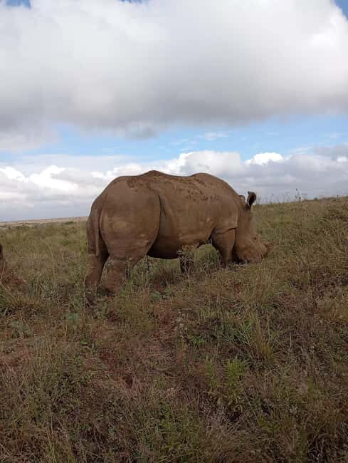 Nairobi: Elephant Sanctuary and Giraffe Center Day Tour - Who Will Love This Tour?