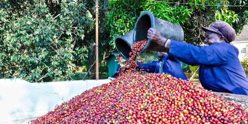Nairobi: Fairview Coffee Estate Guided Tour with Tasting - Exploring the Fairview Coffee Estate Tour