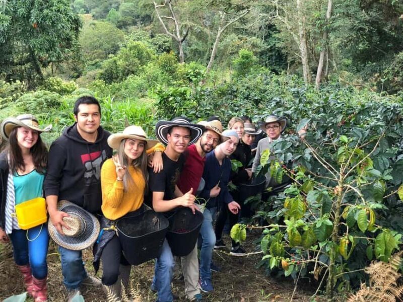 Nairobi: Fairview Coffee Estate Guided Tour with Tasting - An Overview of the Tour Experience