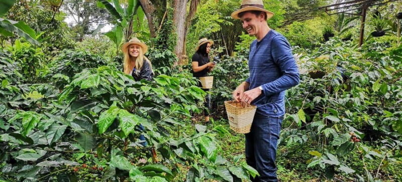 Nairobi: Fairview Coffee Estate Guided Tour with Tasting - Practical Details and Logistics