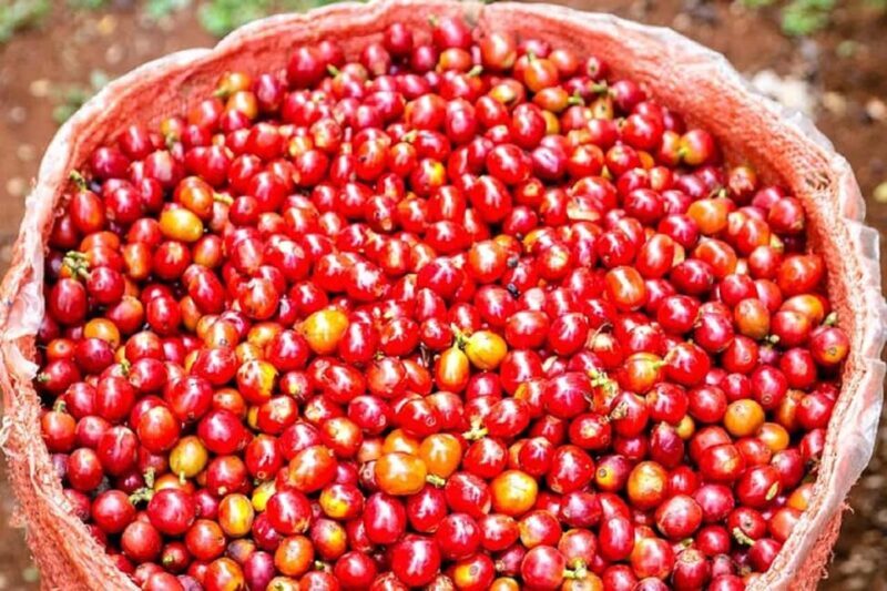 Nairobi: Fairview Coffee Estate Tour with Coffee Tasting - The Sum Up