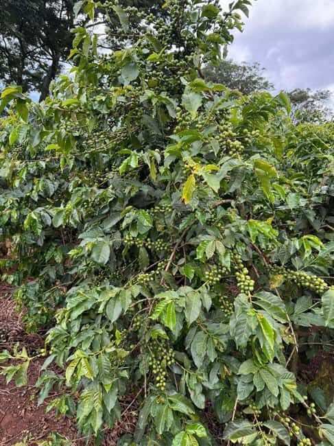 Nairobi: Fairview Coffee Estate Tour with Tasting - Key Points
