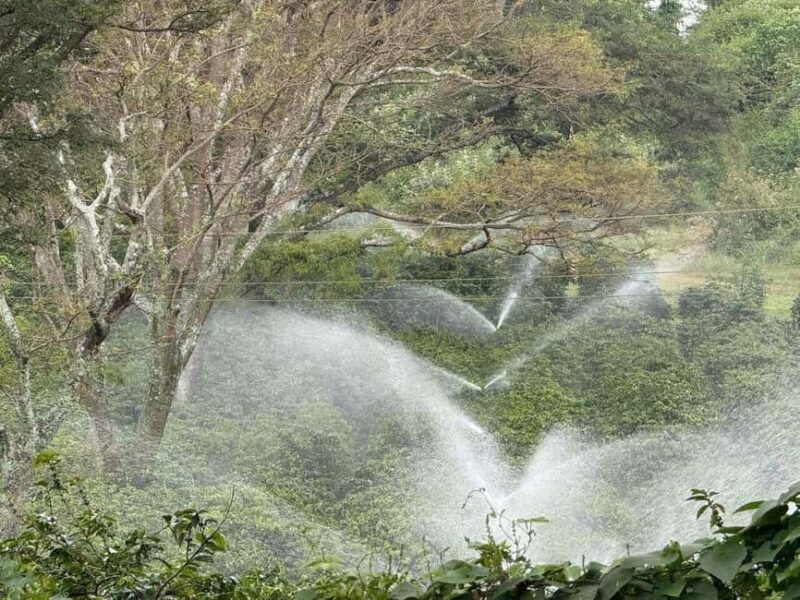Nairobi: Fairview Coffee Estate Tour with Tasting - Coffee Tasting and Food Pairings