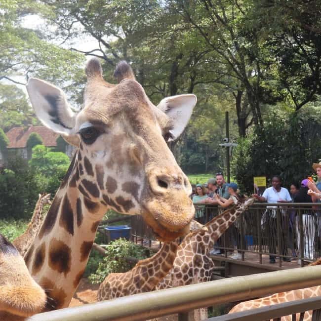 Nairobi: Giraffe Center and Nature Trail Tour - Nairobi: Giraffe Center and Nature Trail Tour Review