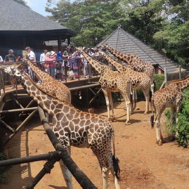 Nairobi: Giraffe Center and Nature Trail Tour - Key Points