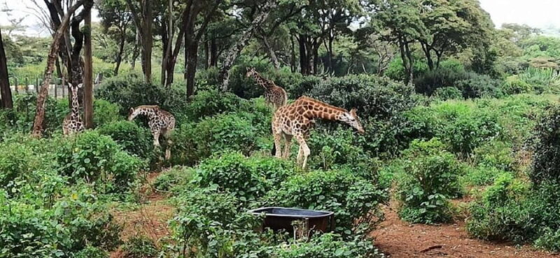 Nairobi: Giraffe Center and Nature Trail Tour - The Conservation Message and Education