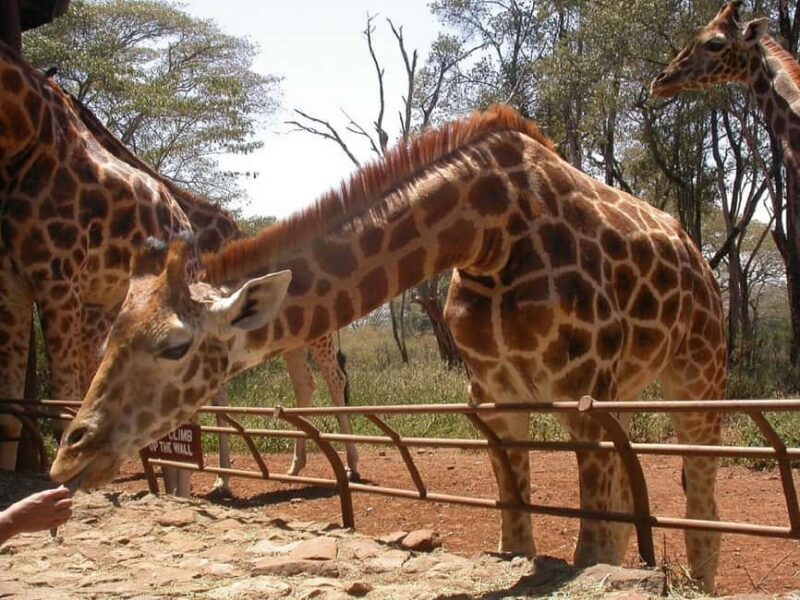 Nairobi: Giraffe Center and Nature Trail Tour - What We Loved About the Tour