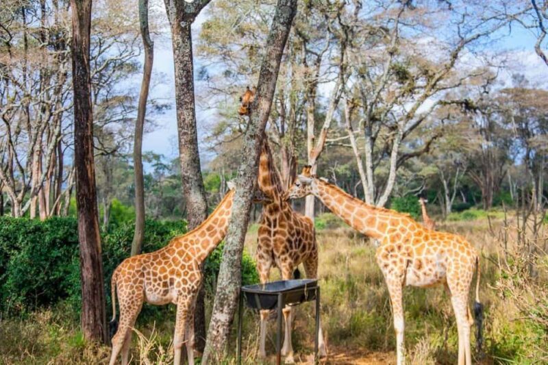 Nairobi: Giraffe Center Day Trip - Key Points