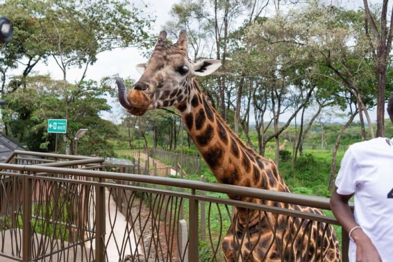 Nairobi: Giraffe Center Day Trip - The Bottom Line: Is It Worth It?
