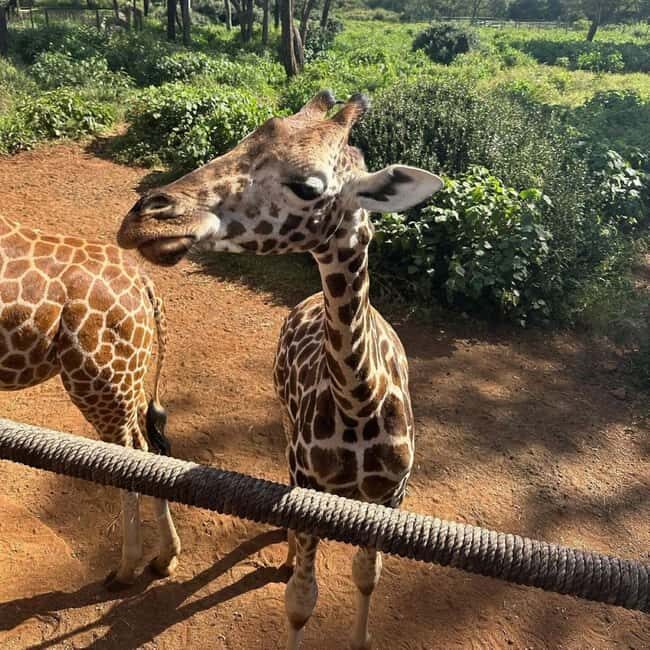 Nairobi: Giraffe Center Day Trip - FAQ