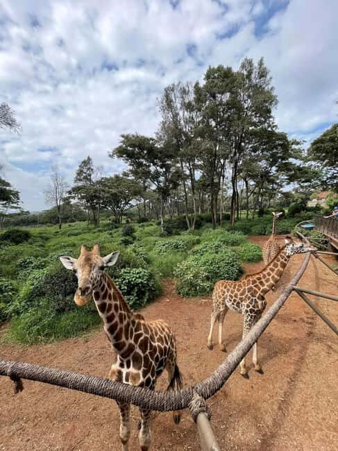 Nairobi: Giraffe Center, Elephant Orphanage, and Beads Tour - Key Points