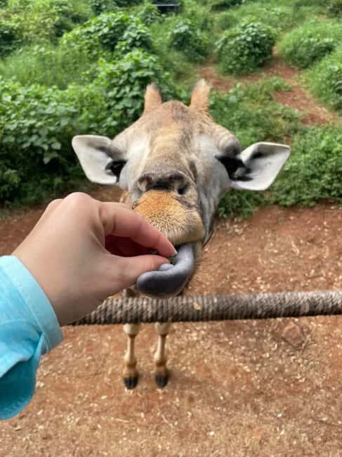 Nairobi: Giraffe Center, Elephant Orphanage, and Beads Tour - What the Reviews Say