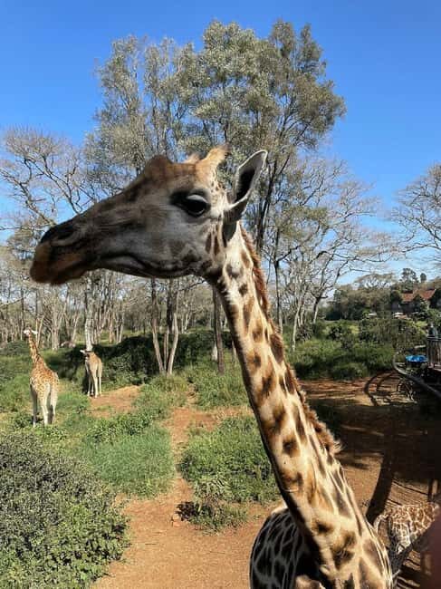 Nairobi: Giraffe Centre and Elephant Orphanage Tour - Key Points