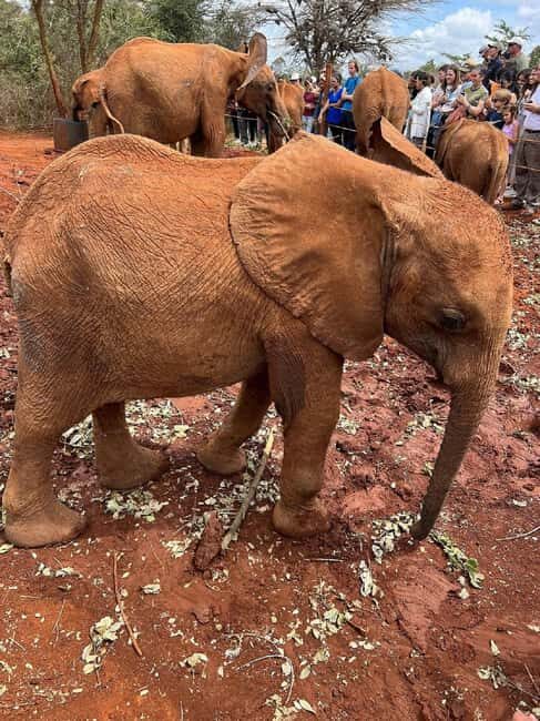 Nairobi: Giraffe Centre and Elephant Orphanage Tour - Who Will Appreciate This Tour?