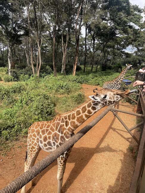 Nairobi: Giraffe Centre and Elephant Orphanage Tour - Final Thoughts