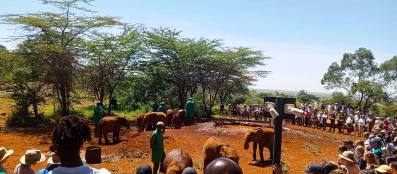 Nairobi: Giraffe Centre, Elephants, and Karen Blixen Museum - Authentic Insights from Reviewers