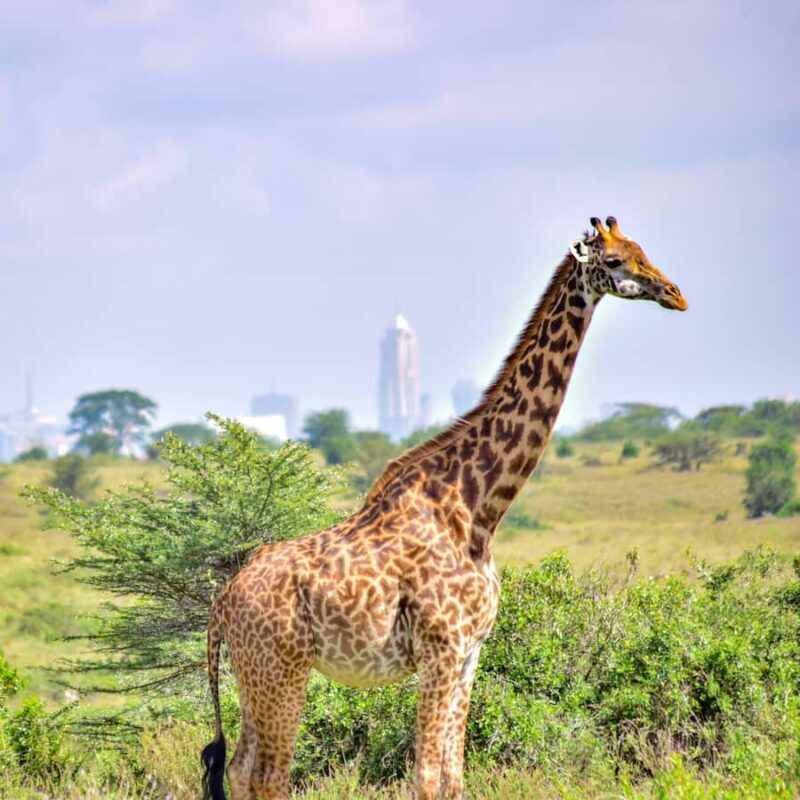 Nairobi: Group joining NNP Morning Game Drive with City View - An In-Depth Look at the Experience