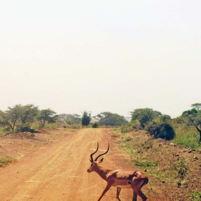 Nairobi: Group joining NNP Morning Game Drive with City View - A Balanced View: Pros and Cons