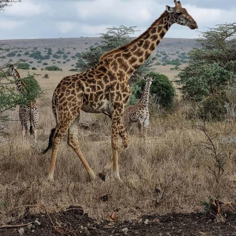 Nairobi: Group joining NNP Morning Game Drive with City View - Who Will Love This Tour?  