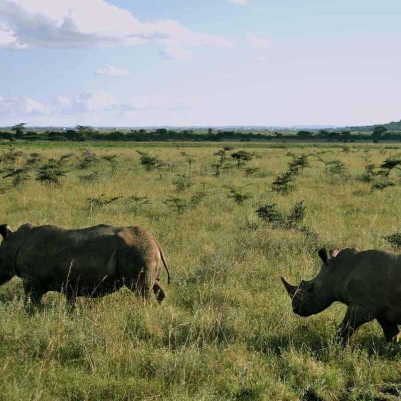 Nairobi: Group joining NNP Morning Game Drive with City View - Frequently Asked Questions  