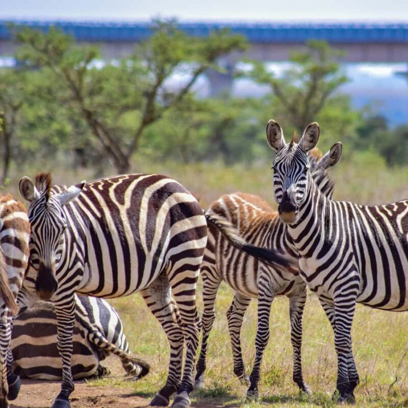 Nairobi: Group joining NNP Morning Game Drive with City View - Final Thoughts