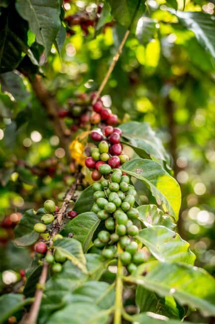 Nairobi: Guided Coffee Farm Tour with Tastings - Key Points  