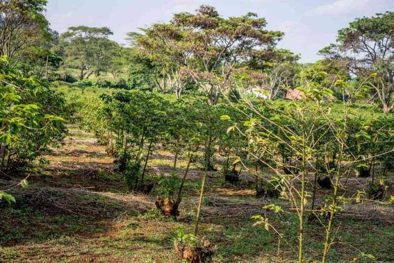 Nairobi: Guided Coffee Farm Tour with Tastings - Why This Tour Offers Real Value