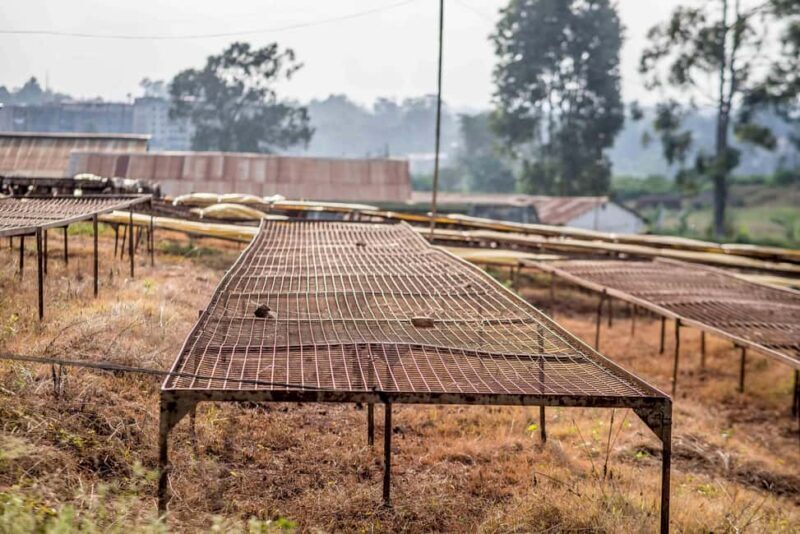 Nairobi: Guided Coffee Farm Tour with Tastings - Frequently Asked Questions