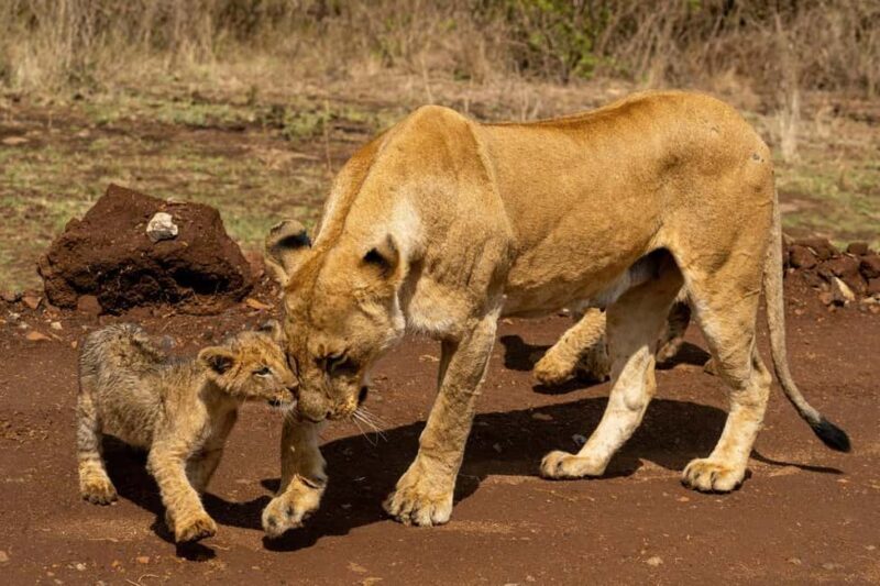 Nairobi: Half-Day Game Drive in Nairobi National Park - Nairobi: Half-Day Game Drive in Nairobi National Park