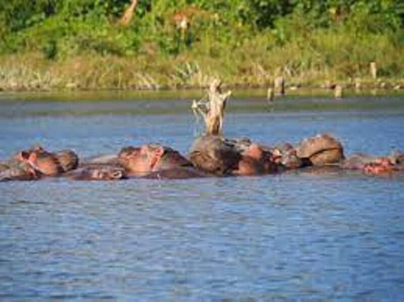 Nairobi: Hell's Gate National Park and Lake Naivasha Day - Key Points