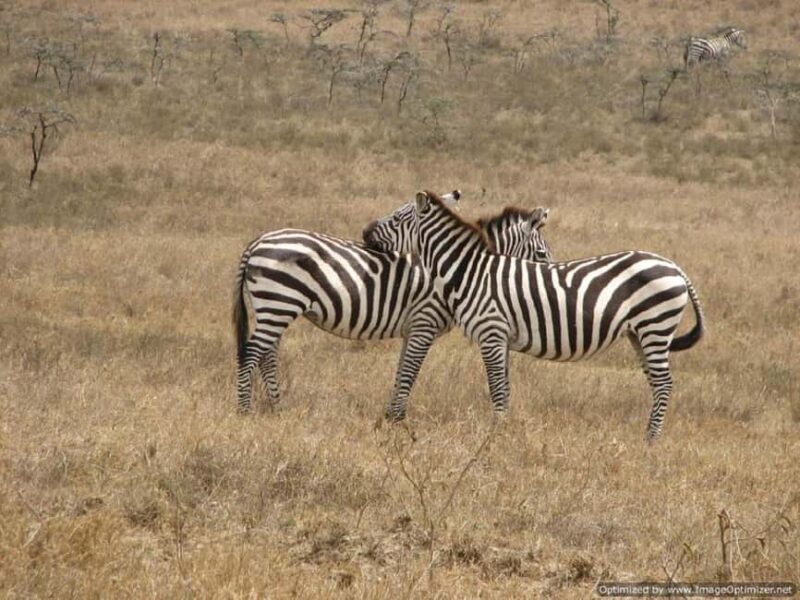 Nairobi: Hell's Gate National Park and Lake Naivasha Day - Practical Tips for Your Trip