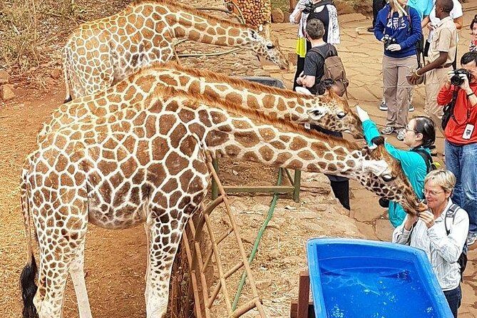 Nairobi Highlights: Karen Blixen, Beads Factory & Giraffe Center Day Tour - Final Reflection