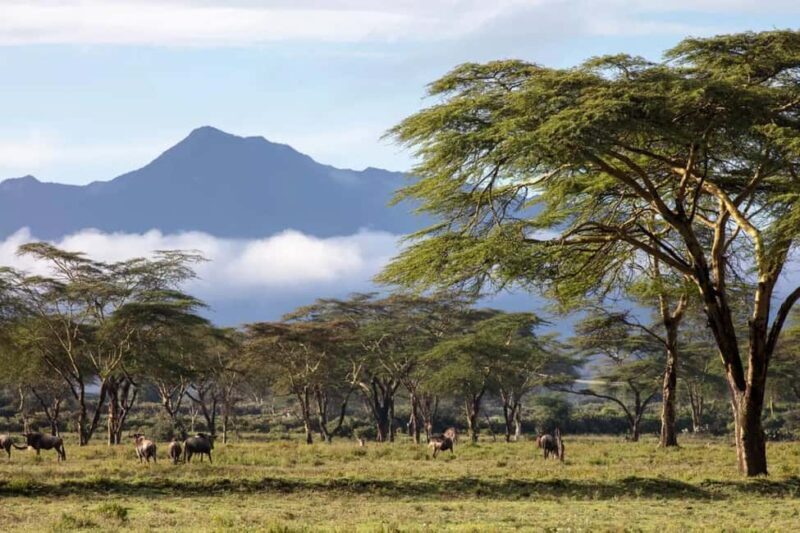 Nairobi: Horseback Wildlife Safari with Transfers and Lunch - Experience the Thrill of a Horseback Wildlife Safari Near Nairobi