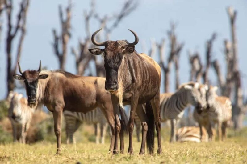 Nairobi: Horseback Wildlife Safari with Transfers and Lunch - Key Points
