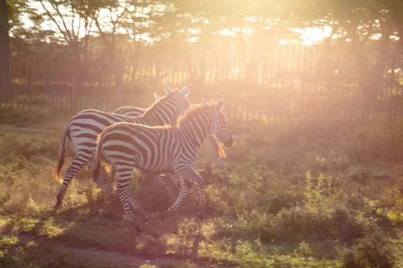 Nairobi: Horseback Wildlife Safari with Transfers and Lunch - The Itinerary and What to Expect
