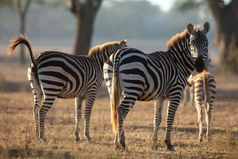 Nairobi: Horseback Wildlife Safari with Transfers and Lunch - Practical Details and Tips