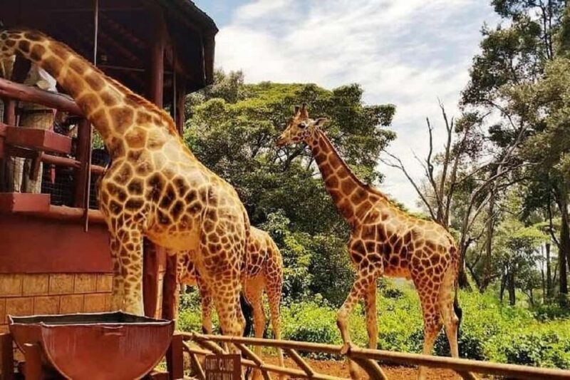 Nairobi: Karen Blixen Museum and Giraffe Center Tour - Key Points