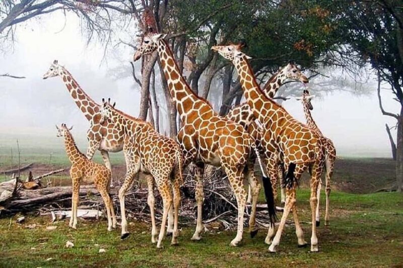 Nairobi: Karen Blixen Museum and Giraffe Center Tour - Cultural Experience at Kobe Beads