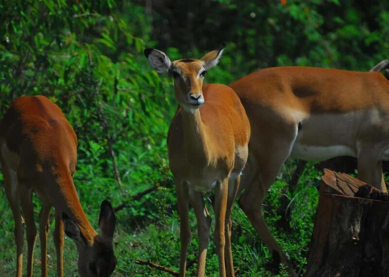 Nairobi: Karura Forest Guided Walking Tour - Key Points