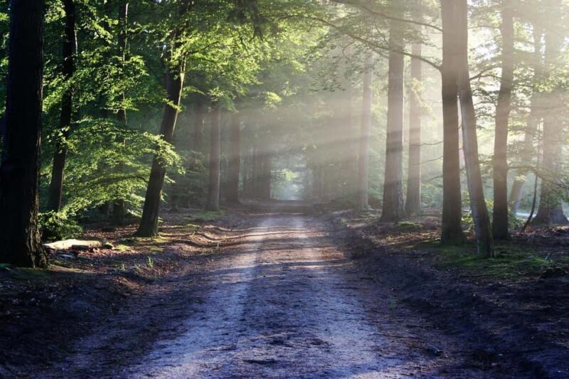Nairobi: Karura Forest Guided Walking Tour - Who Is This Tour Best For?