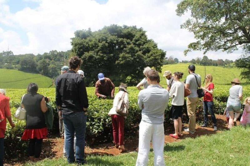Nairobi: Kiambethu Tea Farm Day Tour with Lunch - Key Points